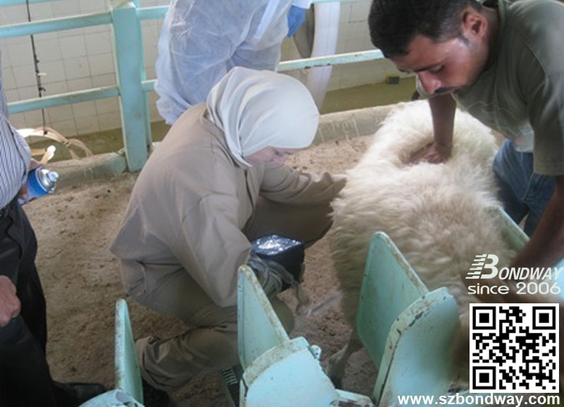 BW560V veterinary ultrasound sheep reproduction imaging